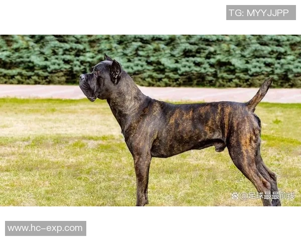 以足球明星命名的狗狗：那些因球星而得名的萌宠故事